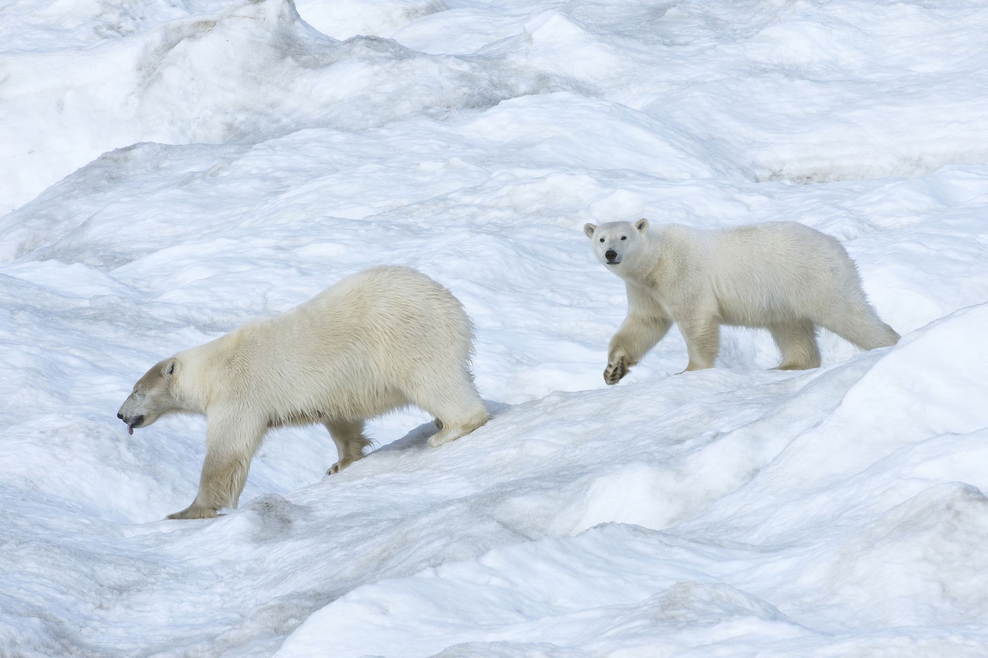 Белый медведь