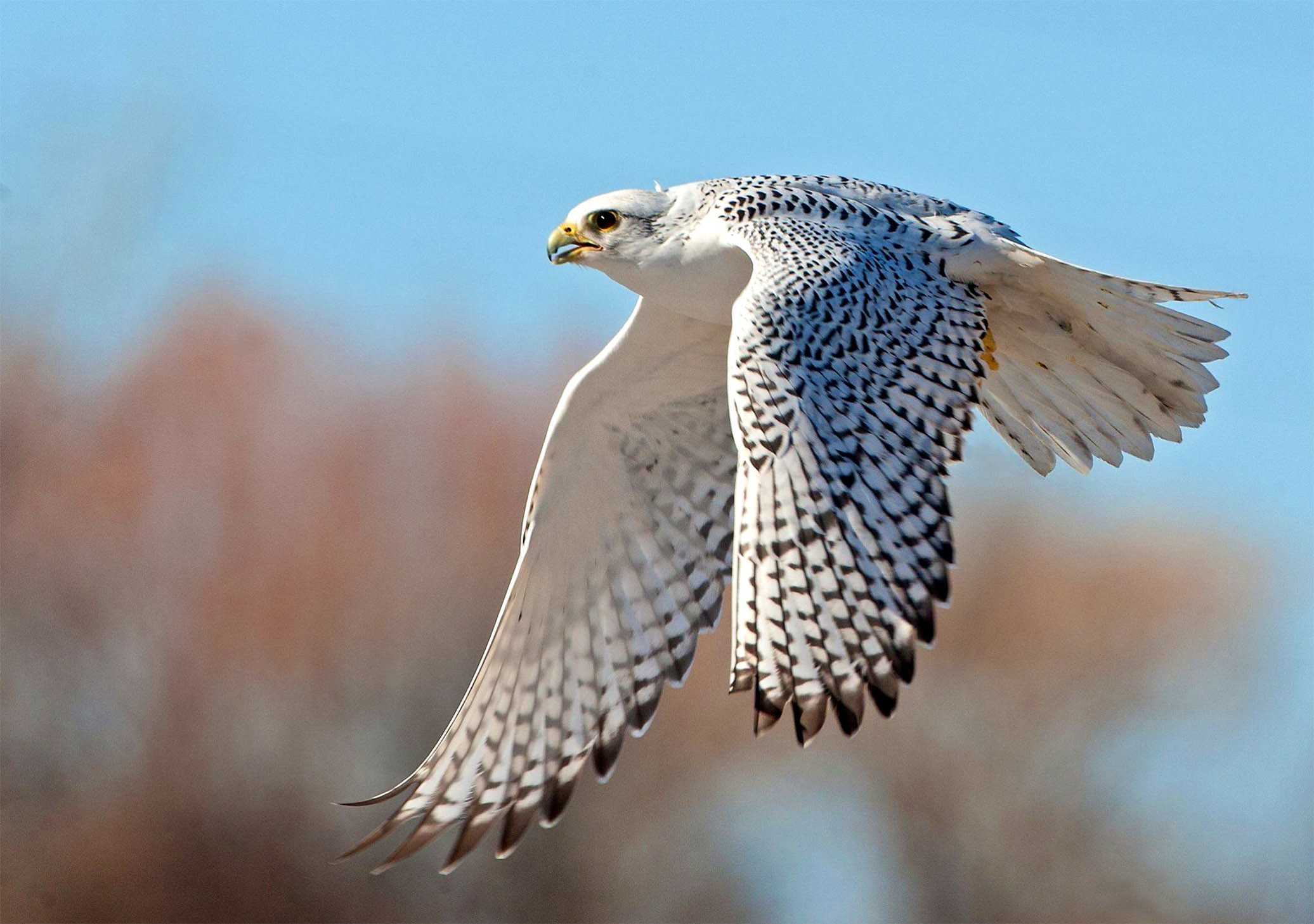 Камчатский кречет