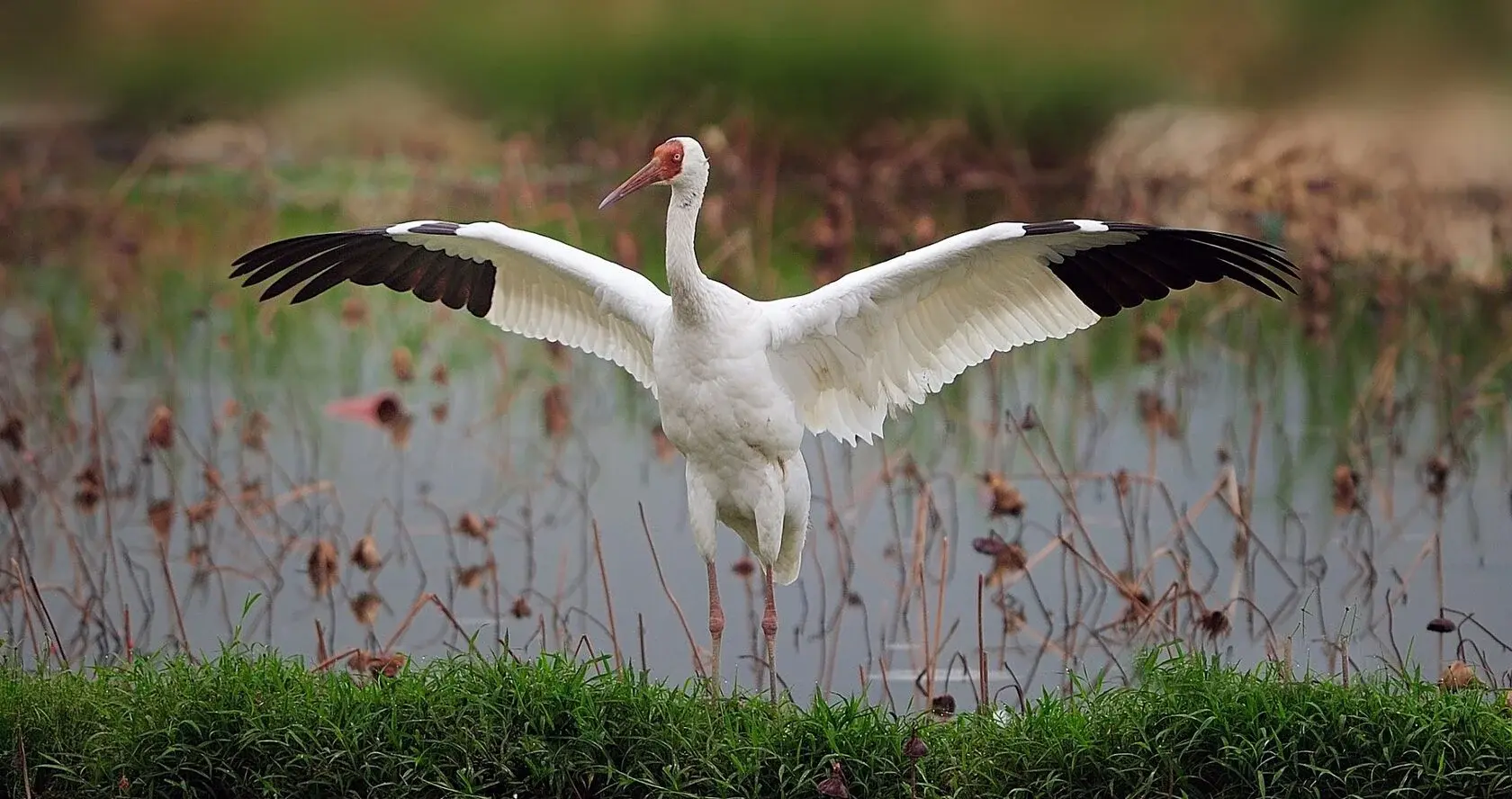Лаборатория<br>«Красная книга»